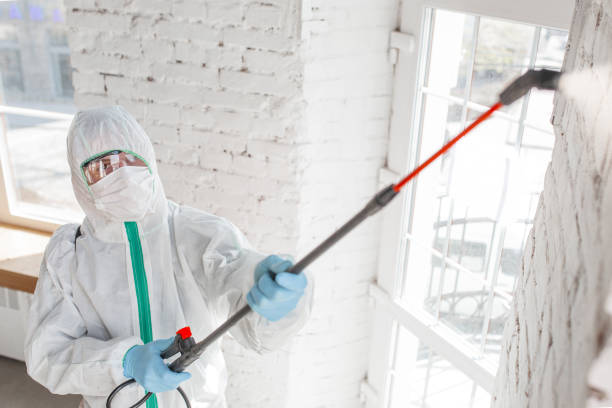 Best Insurance-Related Mold Remediation in Osakis, MN